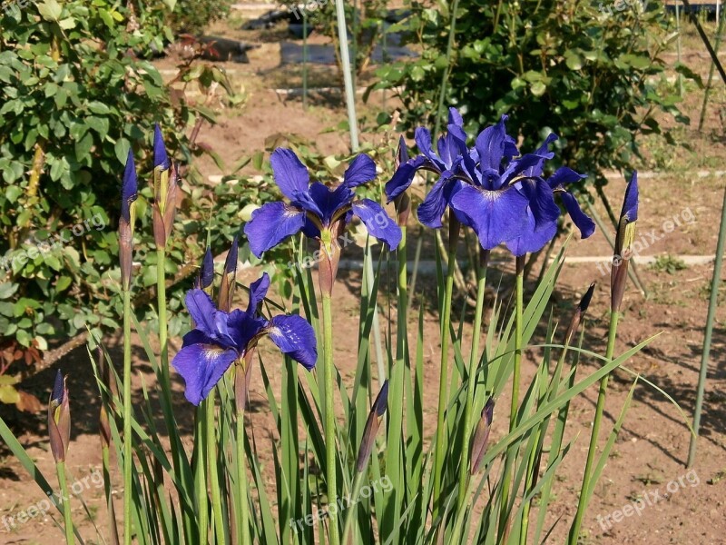 Iris In The Early Summer Early Summer Flowers Purple Flowers Blue Flowers