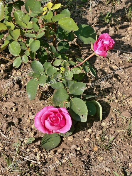 Rose Pink Flower Rose Garden Free Photos