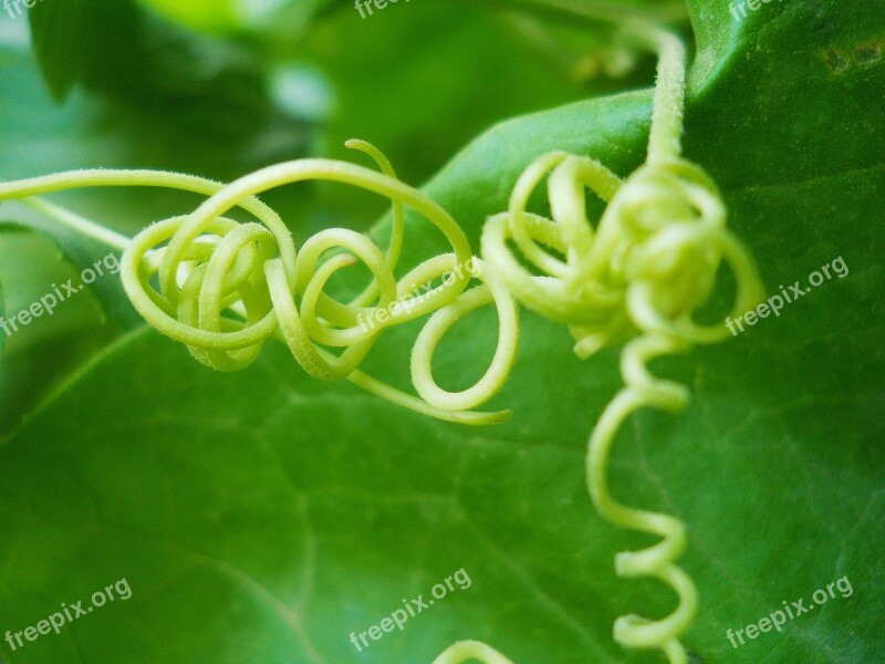 Nature Macro Green Tropical Plant