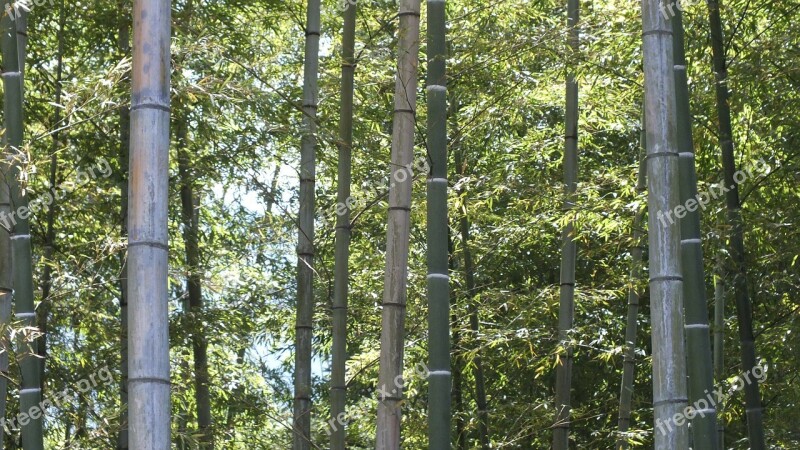 Bamboo Bamboo Forest Green Japan Free Photos