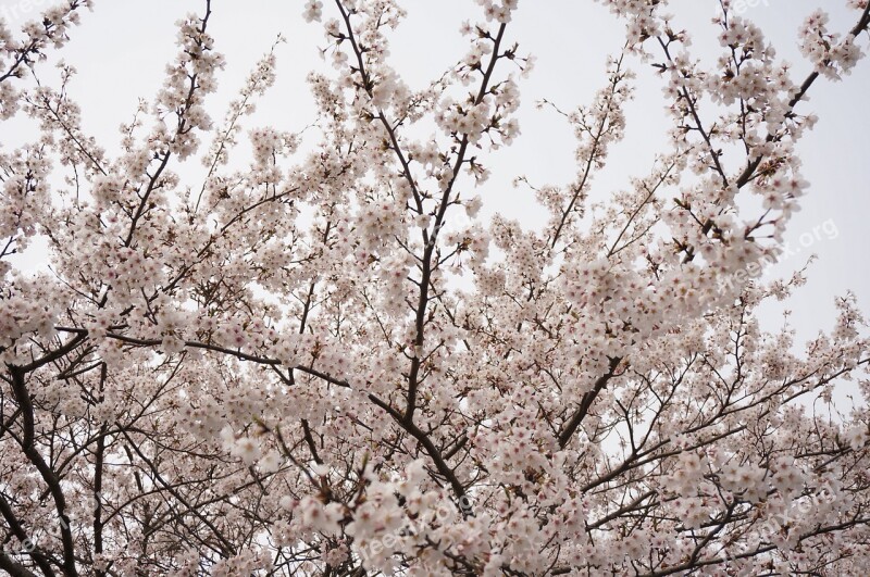 Cherry Blossoms Japan Pink Flowers Wood