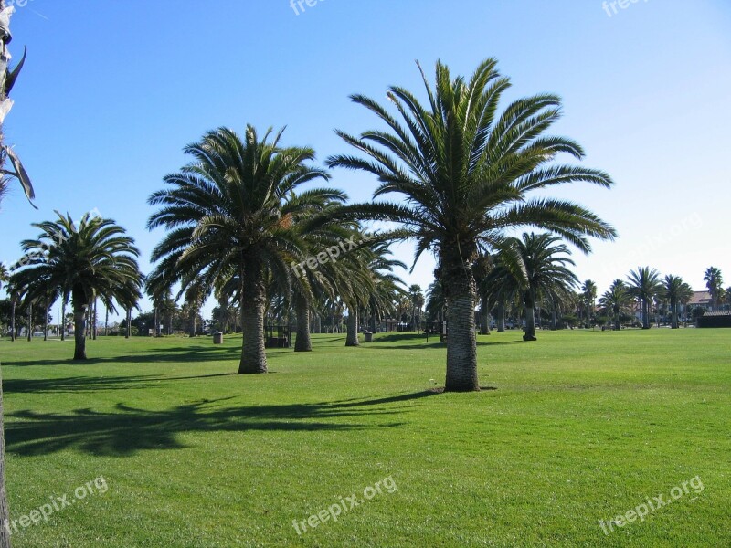 Oxnard Beach California Palm Trees Coast Green