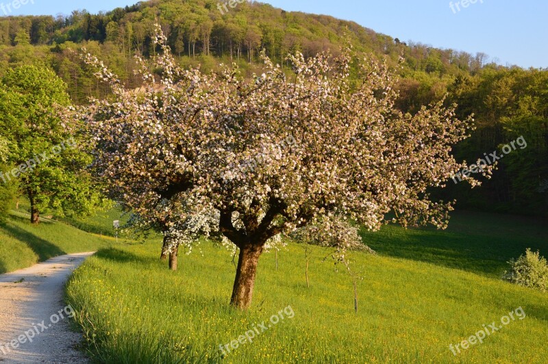 Cherry Tree Spring Flowers Cherry Blossoms Cherry