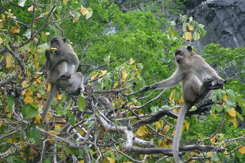 Ape Monkey äffchen Mammal Nature Thailand