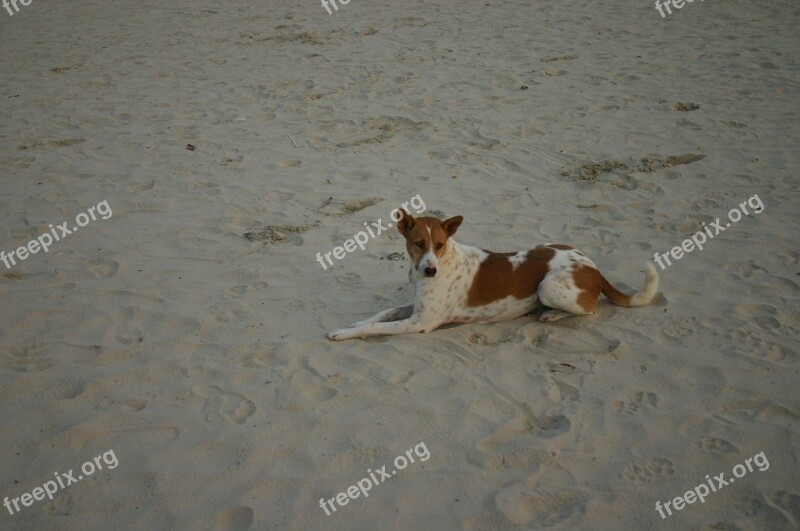 Dog Animal Portrait Portrait Lazy Dog Small Dog