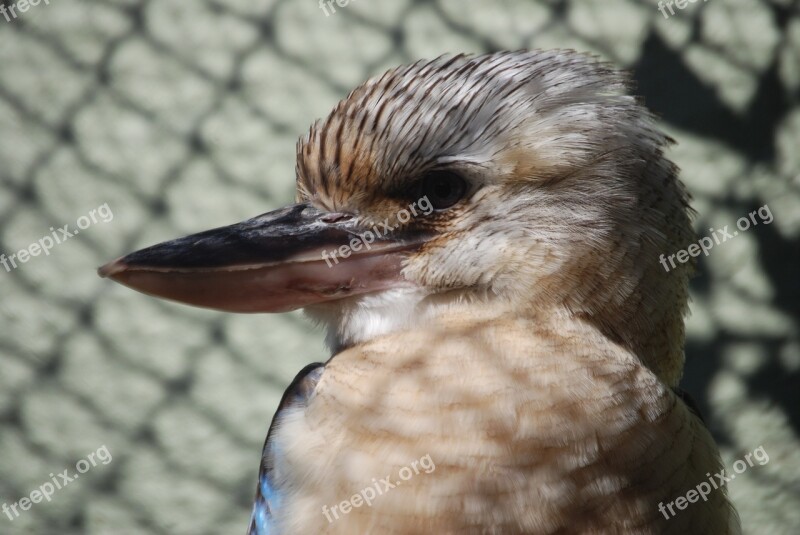 Kookaburra Australian Native Bird Beak