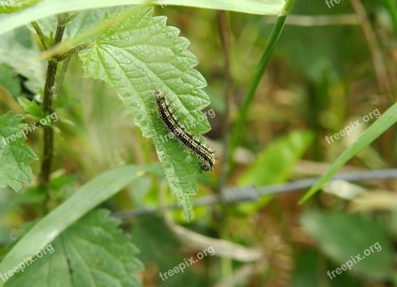 Caterpillar Stinging Nettle Hairy Butterfly Little Fox