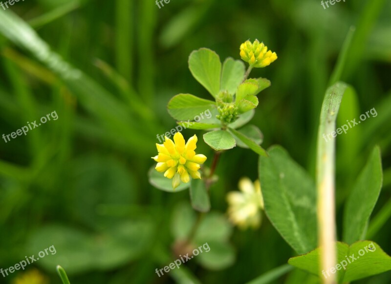 Pointed Flower Yellow Bloom Close Up Free Photos