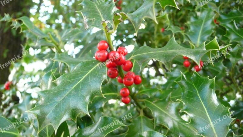 Holly Flowering Free Photos