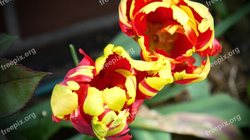 Tulip Spring Nature Yellow Red