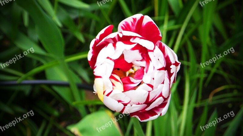 Tulip Noble Tulip Red White Spring Flower