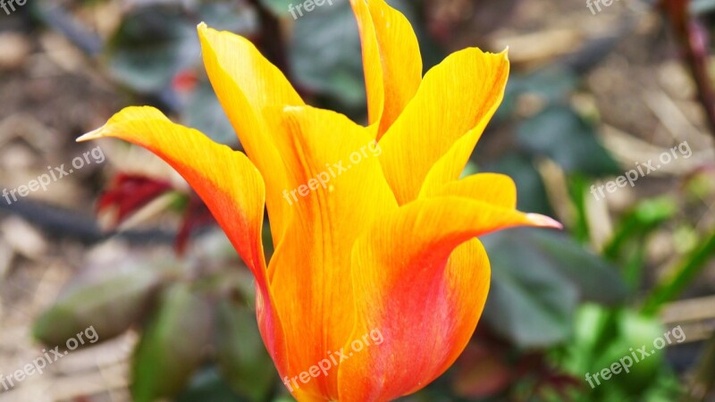 Tulip Noble Tulip Flower Spring Plant