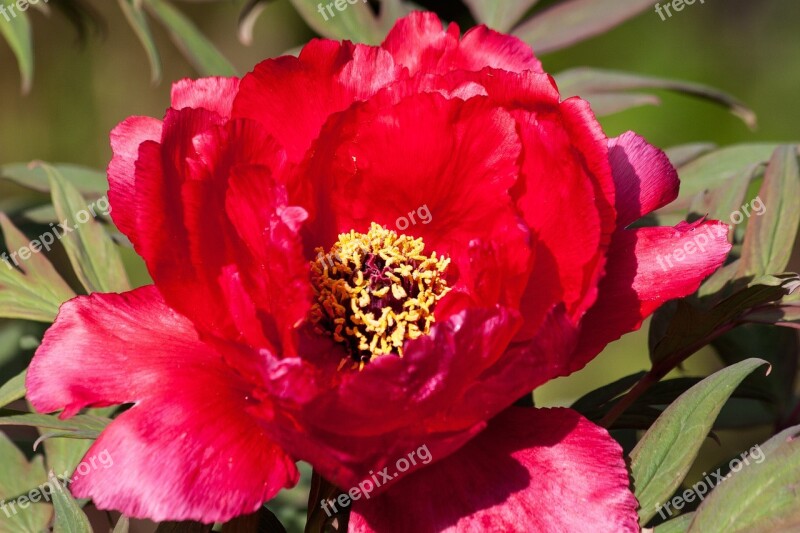 Peony Flower Nature Flora Spring