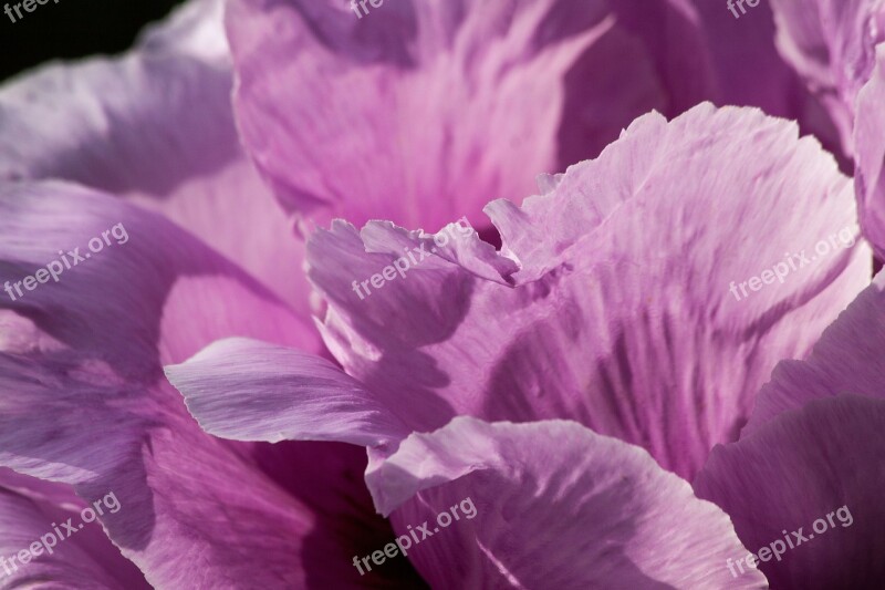 Peony Flower Nature Flora Spring