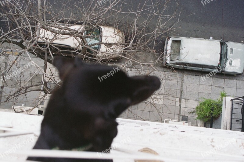 Animal Dog Curious Observation Cute