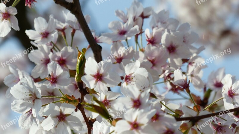 Cherry Tree Wild Cherry Spring April Free Photos