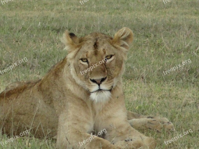 Lioness Look Nature Free Photos