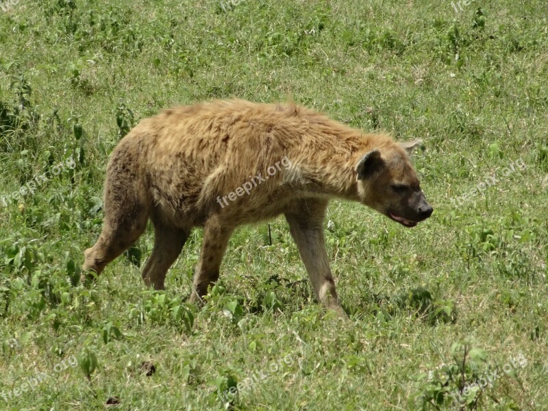 Hyena Hunting Savannah Free Photos