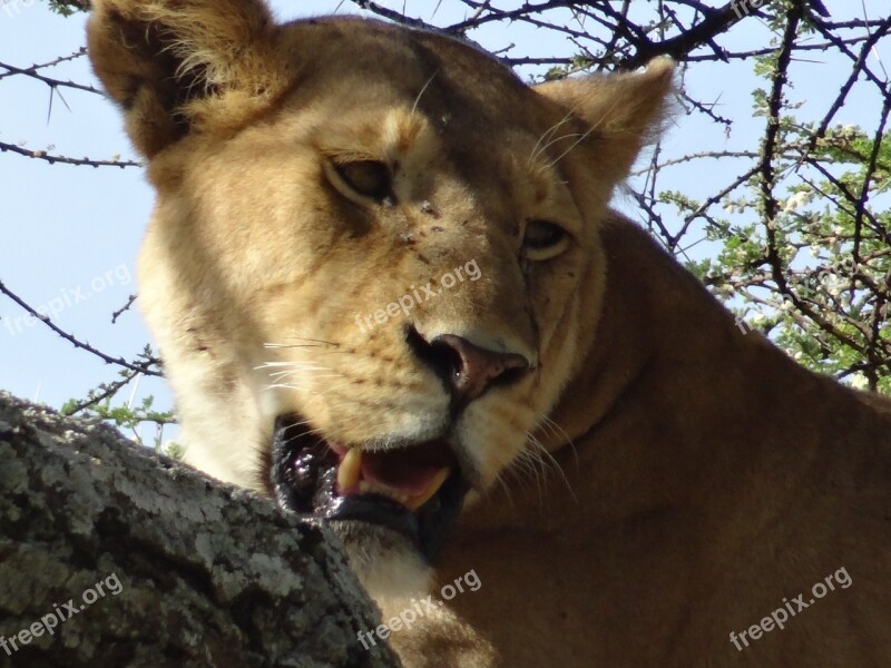 Lioness Savannah Animals Free Photos