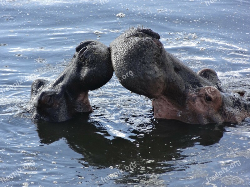 Kiss Hippos Bath Free Photos