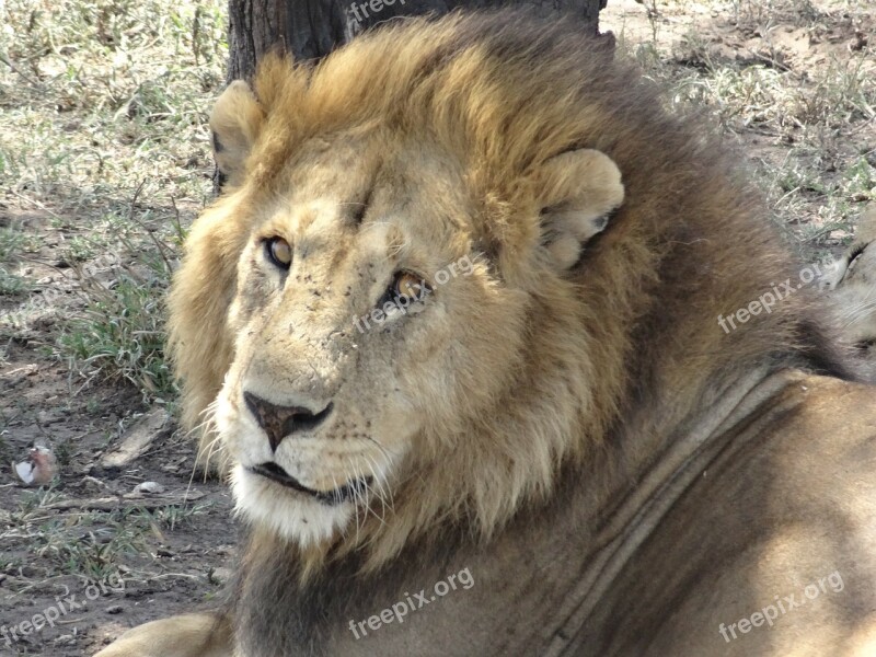 Lion Nap Look Free Photos