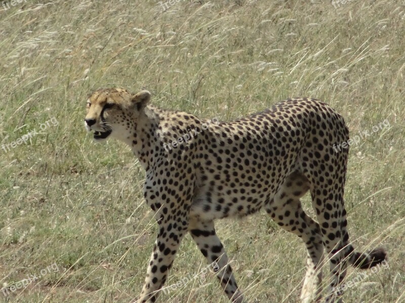 Cheetah Hunting Female Free Photos