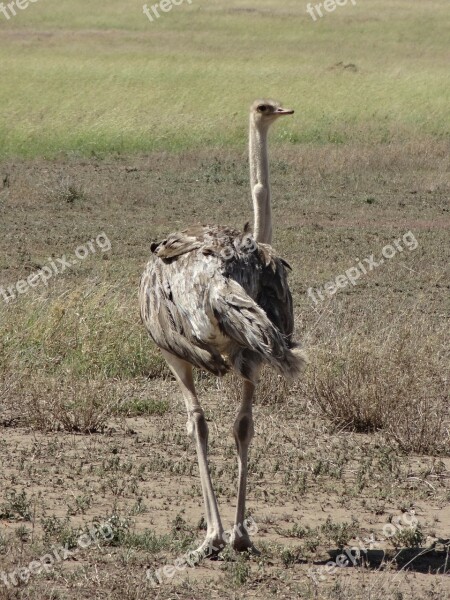 Ostrich Savannah Feathers Free Photos