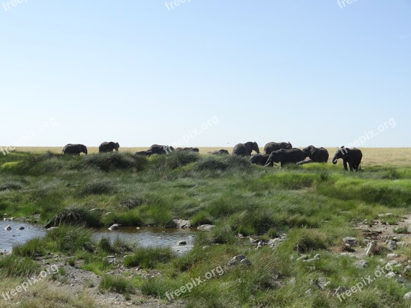 Elephants Family Of Elephants Animals Savannah Free Photos