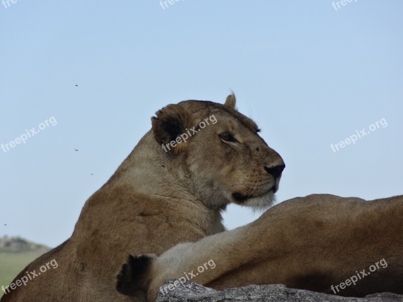 Lioness Nap Savannah Free Photos