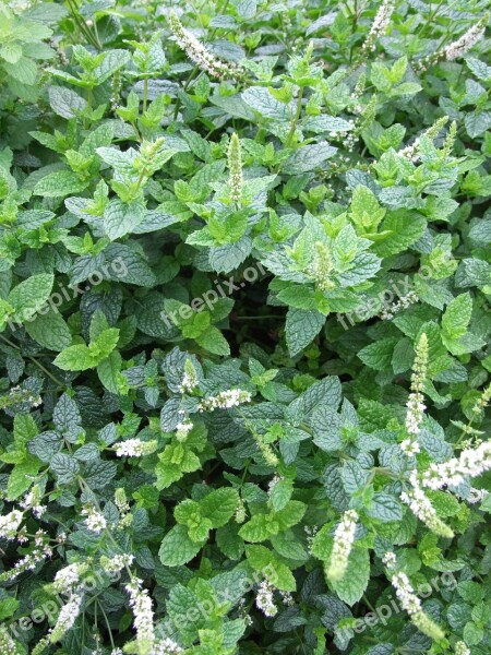 Mint Herb Mojito Garden Free Photos