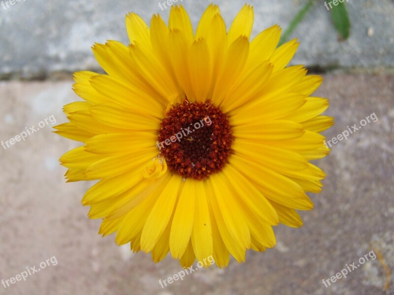 Marigold Flower Plant Herb Garden