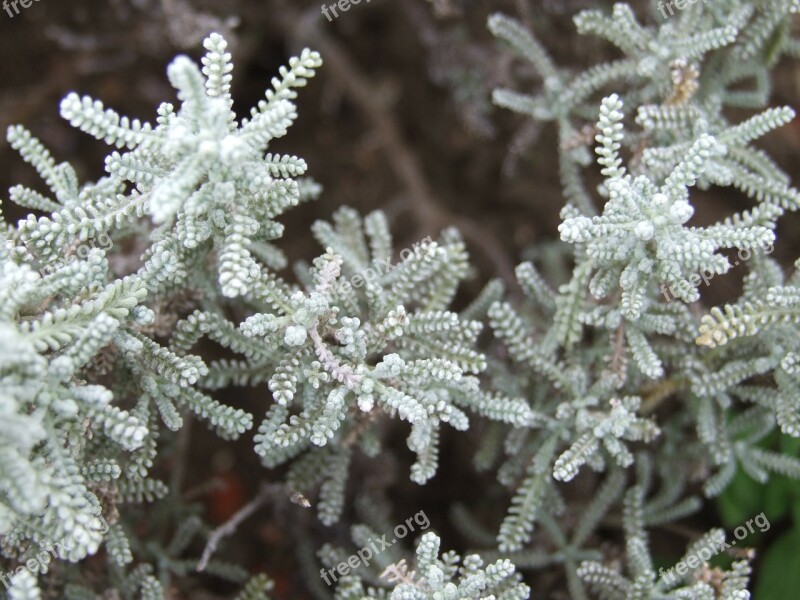 Lavender Cotton Herb Spices Plant Free Photos