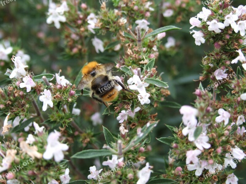 Bumble-bee Savory Herb Spices Plant