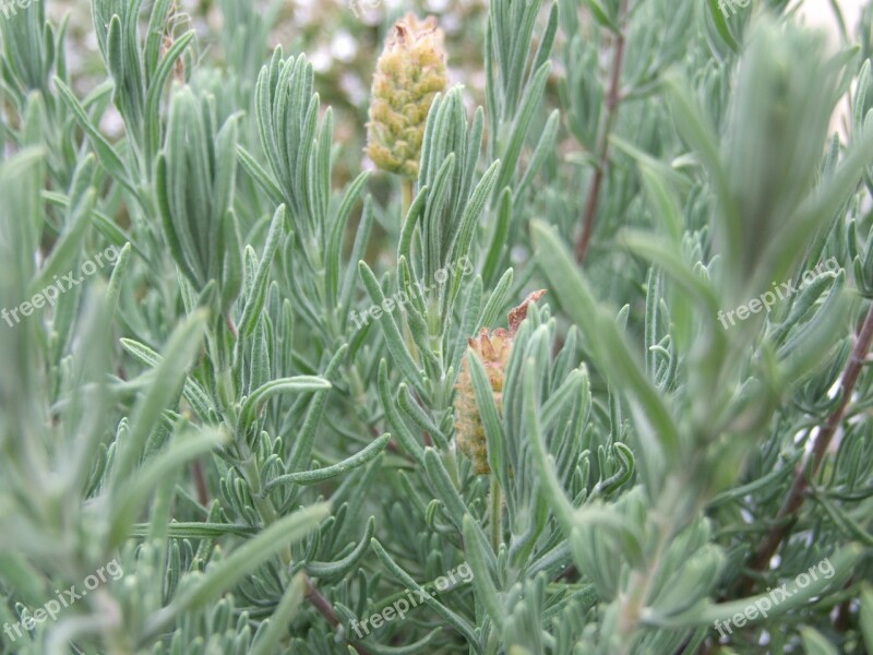 Lavender Plant Spices Herb Free Photos