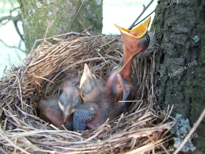 Nest Bird Beak Blackbird Free Photos