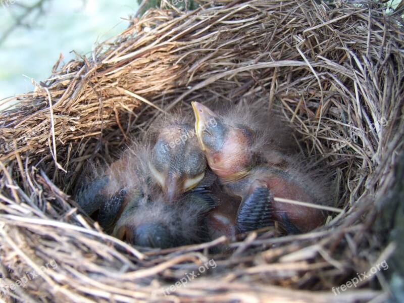 Nest Bird Blackbird Free Photos