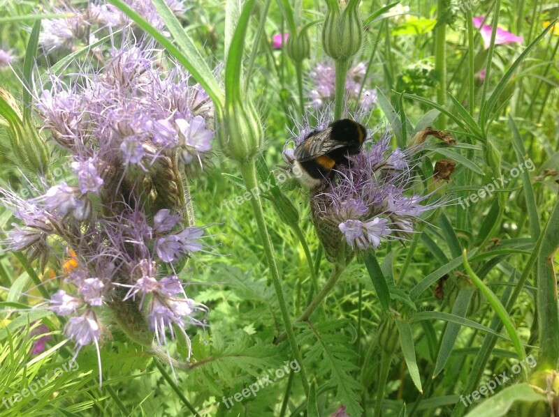 Bumblebee Garden Bug Flowers Spring