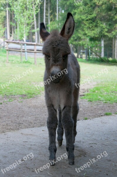 Donkey Foal Donkey Foal Baby Free Deer