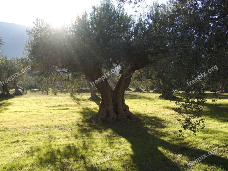 Olive Trees Sun Field Free Photos