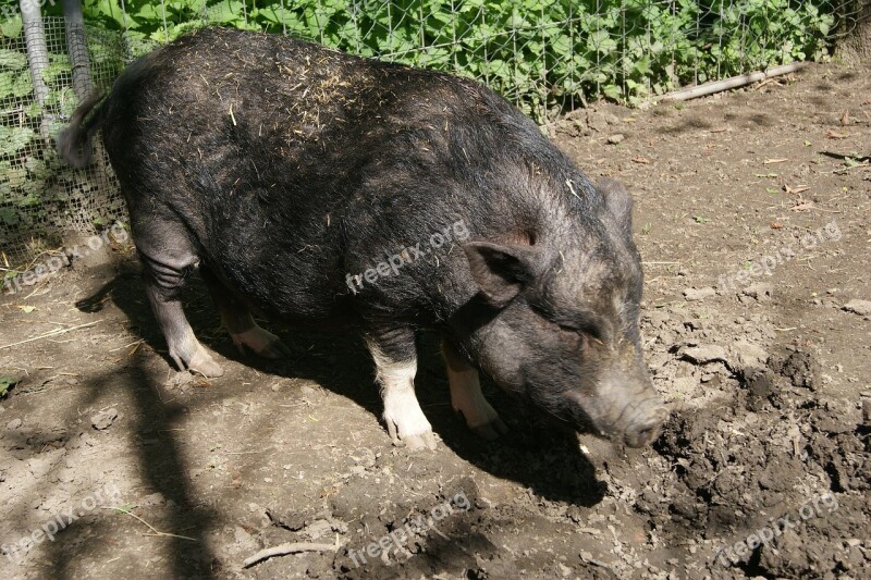 Boar Mammal Pigs Sad Free Photos