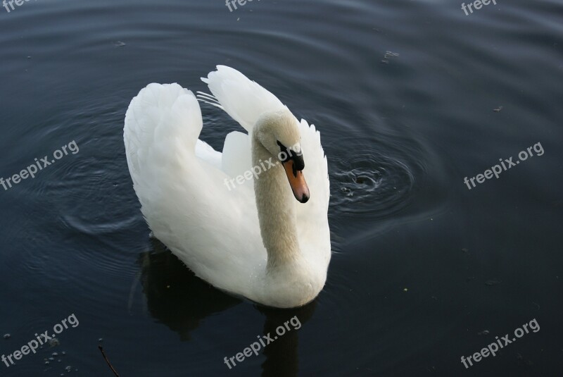 Swan White Water Nature Elegant