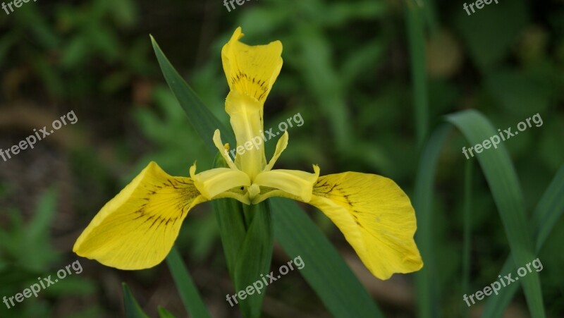 Yellow Flower Close Up Summer Bloom Free Photos