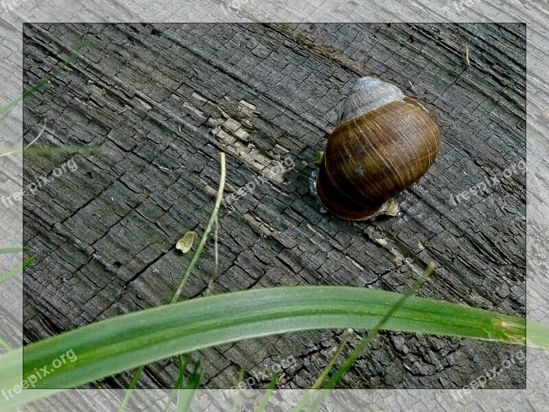 Snail Conch Macro Grass Nature