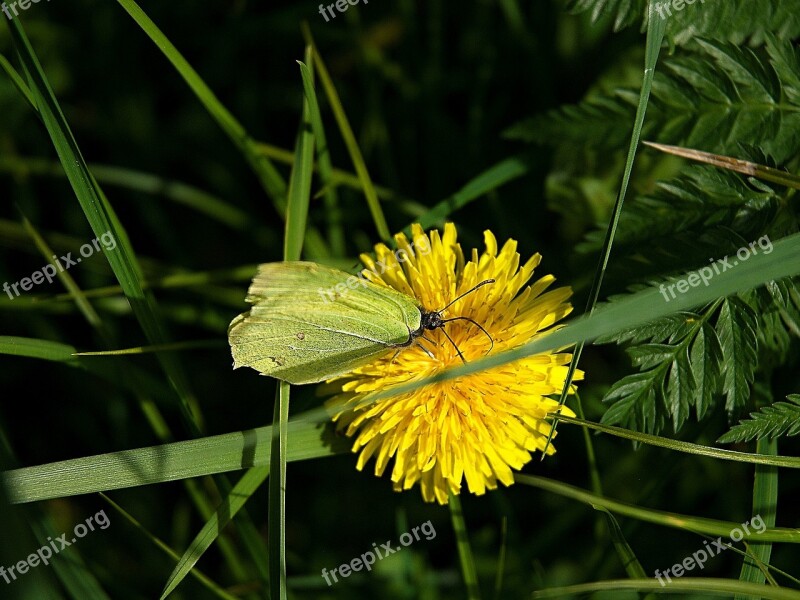 žluťásek Dandelion Macro Medical Green