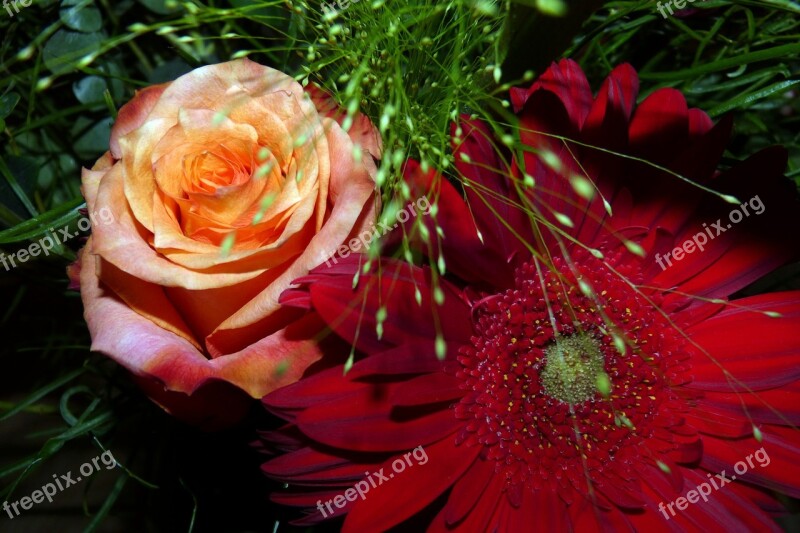 Flowers Gerbera Rose Free Photos