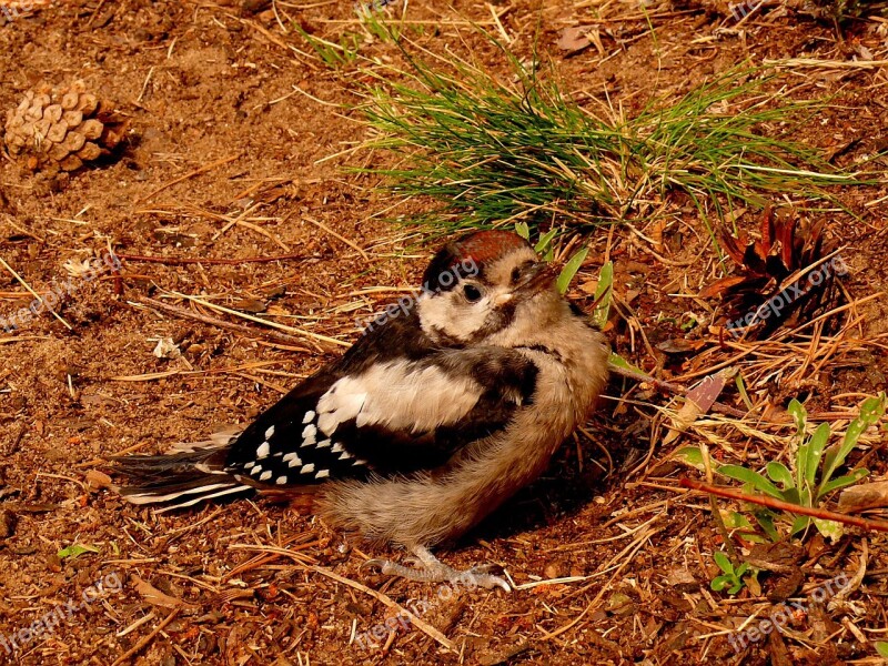 Woodpecker Federal Woodpecker Bird Nature Forest Bird