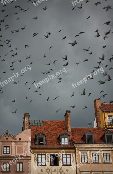 Warsaw Birds Mulet Weather Himmel