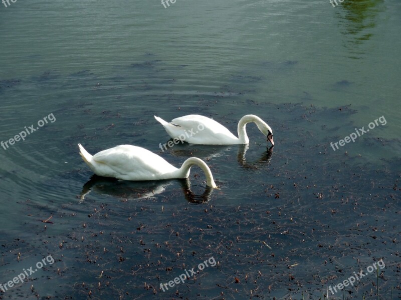 Swans Swan Waters Water Lake