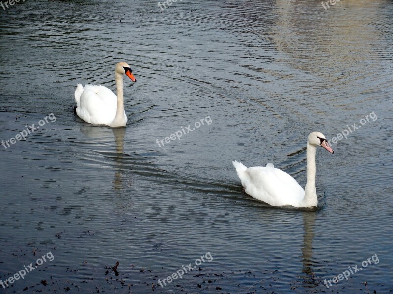 Swans Swan Waters Water Lake