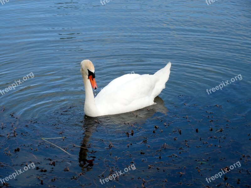 Swan Water Bird Water Swans Gooseneck